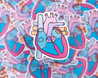 Heart Anatomy Waterproof Sticker - Biology, Cardiology, Gift for Biologist, Student Gift, Stickers for Students, STEM, Laptop Sticker