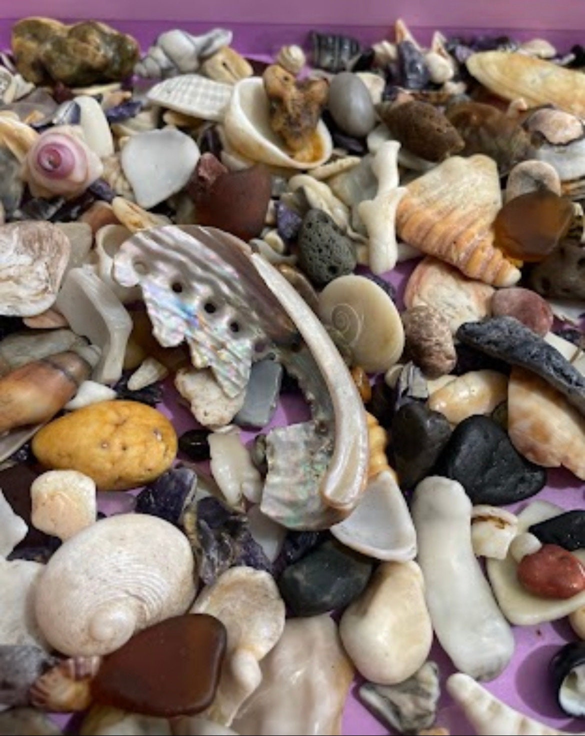 Australian Sea Shell & Glass Confetti Mix: Beachcombing Finds (2kgs) - Etsy