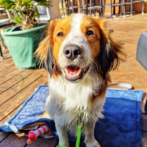 Personalisierte Hundedecke und Tasche für unterwegs Ideal für Büro, Strandcafé und Biergarten Bild 5