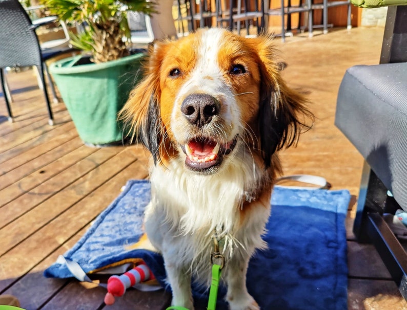 Personalisierte Hundedecke und Tasche für unterwegs Ideal für Büro, Strandcafé und Biergarten Bild 5