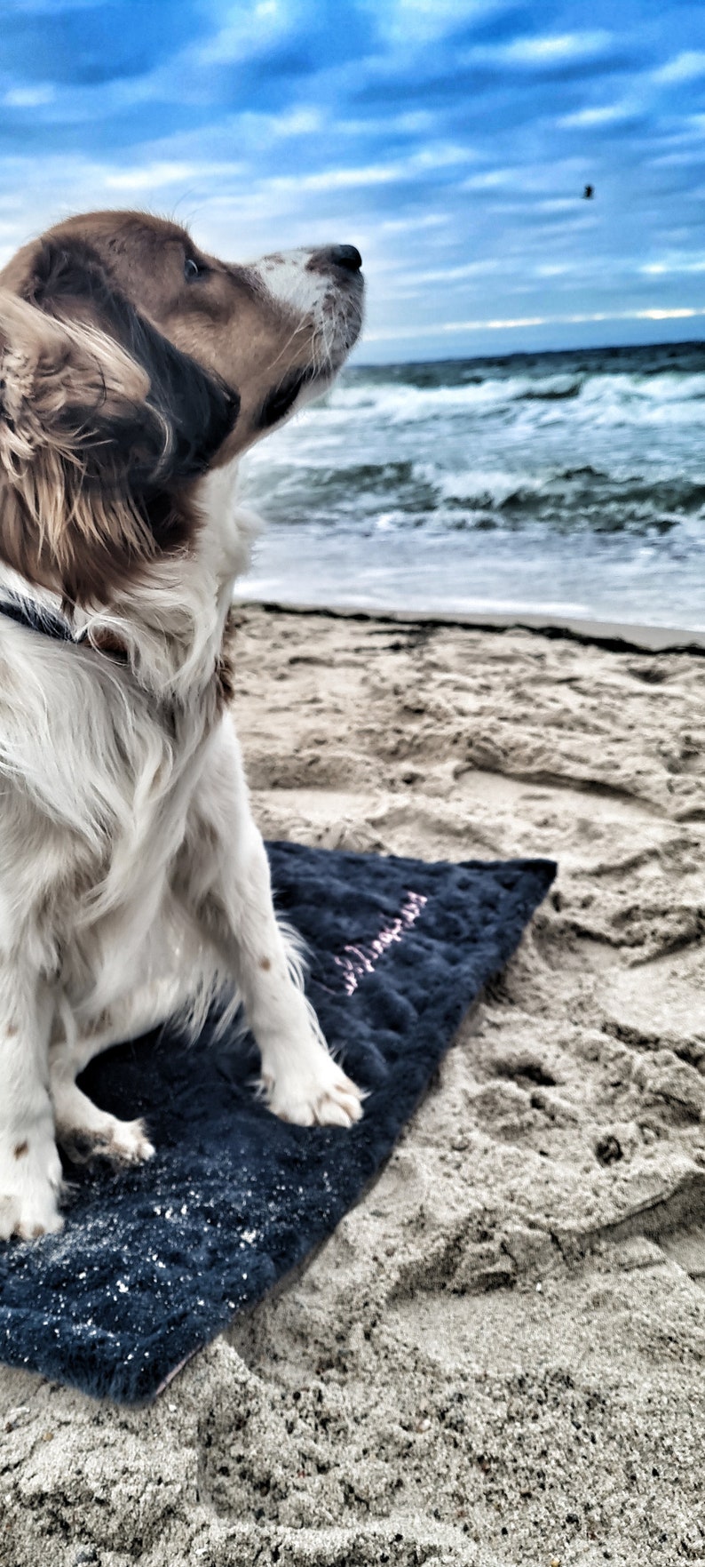 Personalisierte Hundedecke und Tasche für unterwegs Ideal für Büro, Strandcafé und Biergarten Bild 8