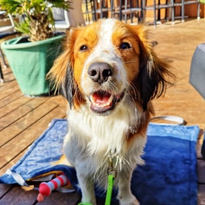 2in1 Hundedecke und Tasche in einem für unterwegs mit abnehmbaren Gurt / Reisedecke / Büro / Café / Restaurant optional PERSONALISIERT Bild 5