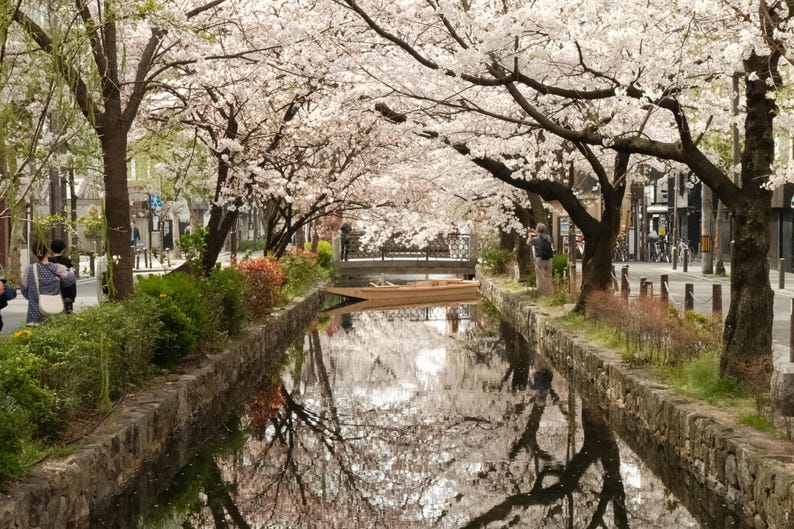 Puede incluir: Un canal bordeado por muros de piedra y vegetaci&oacute;n exuberante, con un peque&ntilde;o bote de madera flotando en el agua. El canal est&aacute; sombreado por una copa de &aacute;rboles de cerezo en plena floraci&oacute;n, creando una escena pintoresca.