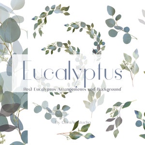 Eukalyptus Clipart, echte Eukalyptus-Arrangements, Eukalyptus Hintergrund, Eukalyptus Rahmen Clipart, Botanische Clipart, Grün Clip Art, PNG