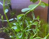 Bacopa Monnieri Moneywort Aquarium Plant Bunches