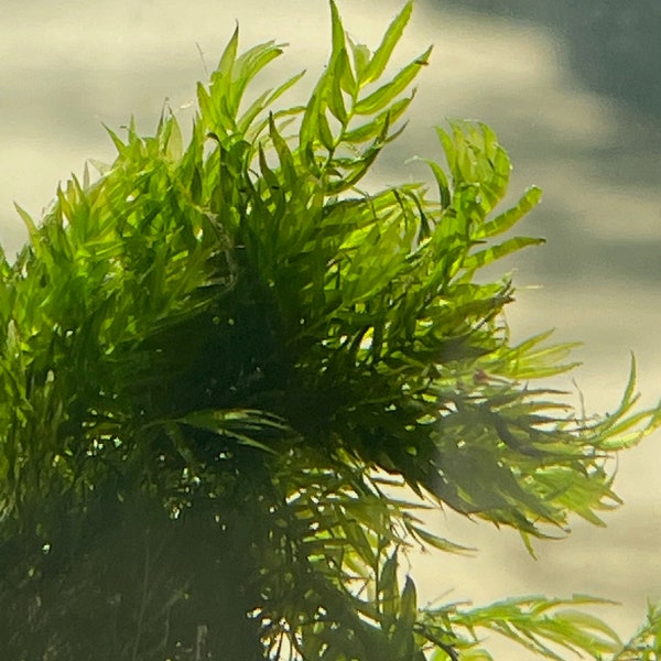 Phoenix Moss Fissidens fontanus Aquarium Plant