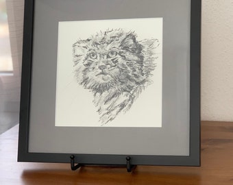 Framed charcoal drawing Pallas cat Manul