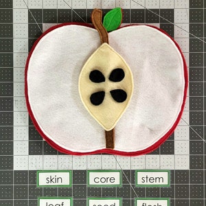 Parts of Apple Felt Apple Puzzle, Apple Fruit Life Cycle, Montessori Waldorf material, Science Cultural, Fall Pre-K Kindergarten Activity,