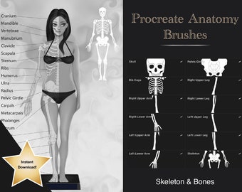 Anatomy Procreate Brushes | Digital Art Skull, Skeleton, Bones, Stamps | Full Skeleton Digital Procreate Brushes