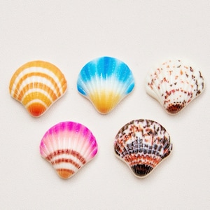 Könnte beinhalten: Fünf Muscheln in verschiedenen Farben und Mustern. Die Muscheln sind in einem Halbkreis auf weißem Hintergrund angeordnet. Die Muscheln sind alle unterschiedlich groß und geformt.