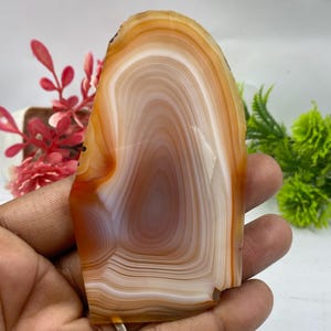 Puede incluir: Una rodaja de ágata pulida que presenta bandas concéntricas de tonos blanco translúcido, crema y marrón anaranjado cálido. La piedra tiene una superficie lisa y plana con un borde superior redondeado y una forma natural ligeramente irregular.