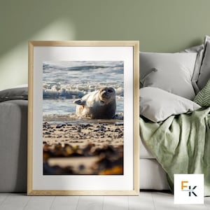 Picture seal Helgoland seals animal photo Helgoland seals North Sea funny animals waving seal wildlife pictures to hang