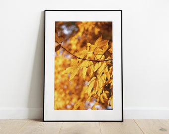 Orange Fall Leaves in Seoraksan National Park, South Korea. Autumn Photography Travel Art Print in Metal Wall Art, Canvas & Acrylic