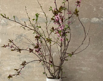Frühlingszweige | Blütenknospen | Blühender Zweig | Frühling | Zweige für die Vase | Blütenzweig | Echte Blüten