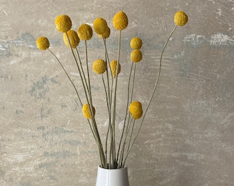 drumsticks | Craspedia yellow | Dried flower | Spring | Branches for the vase | flower branch | Easter | Billy Ball