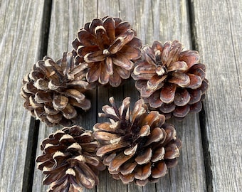 Pigne | grande | 4-6 cm