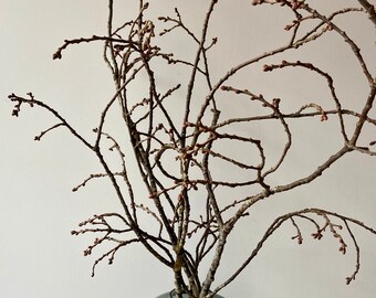 Oak branches | Branches for the vase | Oak | Spring | Oak branches | Vase branches | Spring branches | Gnarled branches | branches | Nature