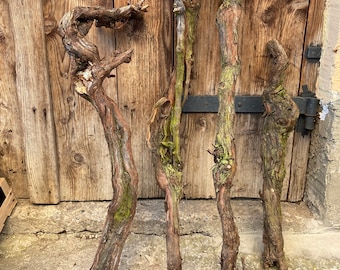 grapevine | vine | Old vine | Gutedel | Rebstock | rootstock | Rebstorzen