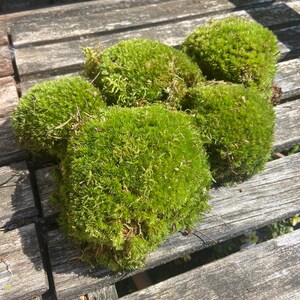 Pode incluir: Uma coleção de vibrantes bolas de musgo verde, dispostas sobre uma superfície de madeira envelhecida. O musgo parece exuberante e texturizado, com uma estética natural e orgânica. As bolas variam ligeiramente em tamanho e forma, criando uma exibição visualmente interessante.
