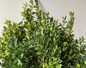 Zweige des Buchsbaums | Buchs | Bux | frische Zweige | Natur grün | Advent | Weihnachten | Naturdeko