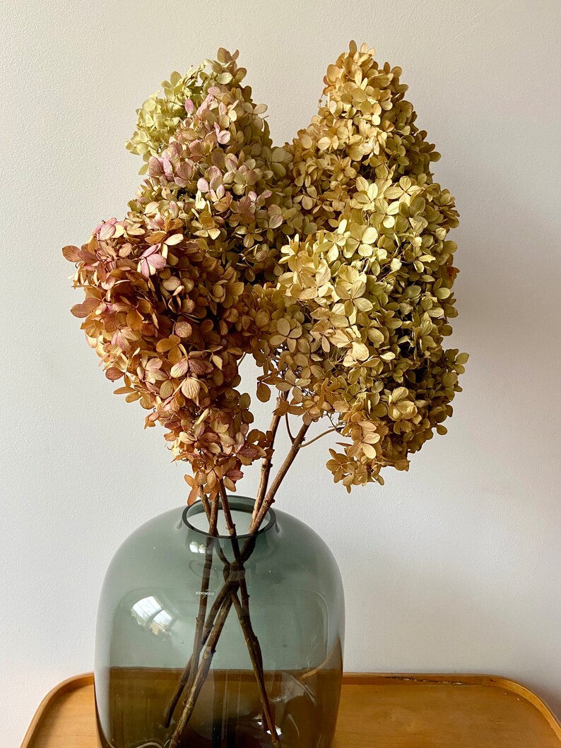 HortensienBlüten am Stiel getrocknete Blüten Rispenhortensien Herbst Vasenzweig Bastelmaterial Herbstdeko Trockenblumen Bild 5