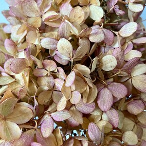 HortensienBlüten am Stiel getrocknete Blüten Rispenhortensien Herbst Vasenzweig Bastelmaterial Herbstdeko Trockenblumen Bild 7