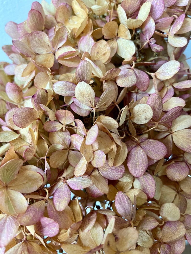 HortensienBlüten am Stiel getrocknete Blüten Rispenhortensien Herbst Vasenzweig Bastelmaterial Herbstdeko Trockenblumen Bild 7