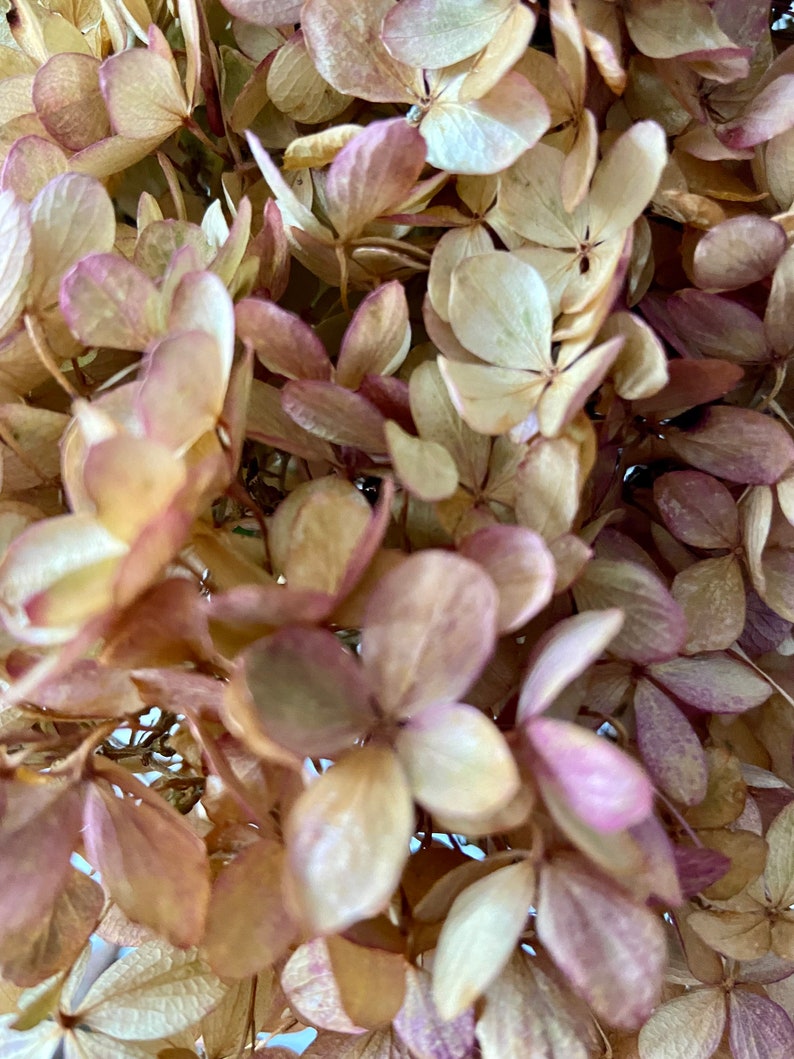 HortensienBlüten am Stiel getrocknete Blüten Rispenhortensien Herbst Vasenzweig Bastelmaterial Herbstdeko Trockenblumen Bild 2