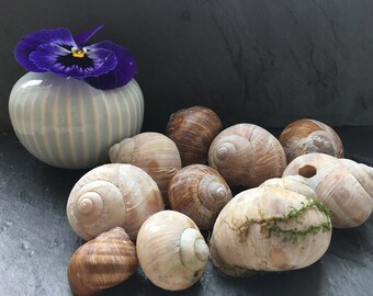 Schneckenhäuser | Weinbergschnecke | 10-er Set