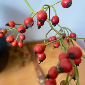 May include: A cluster of bright red rose hips attached to thin, light green stems. Each small, round fruit features a dark, dried calyx at the base. The berries are arranged in a branching pattern, showcasing a vibrant contrast between the red.