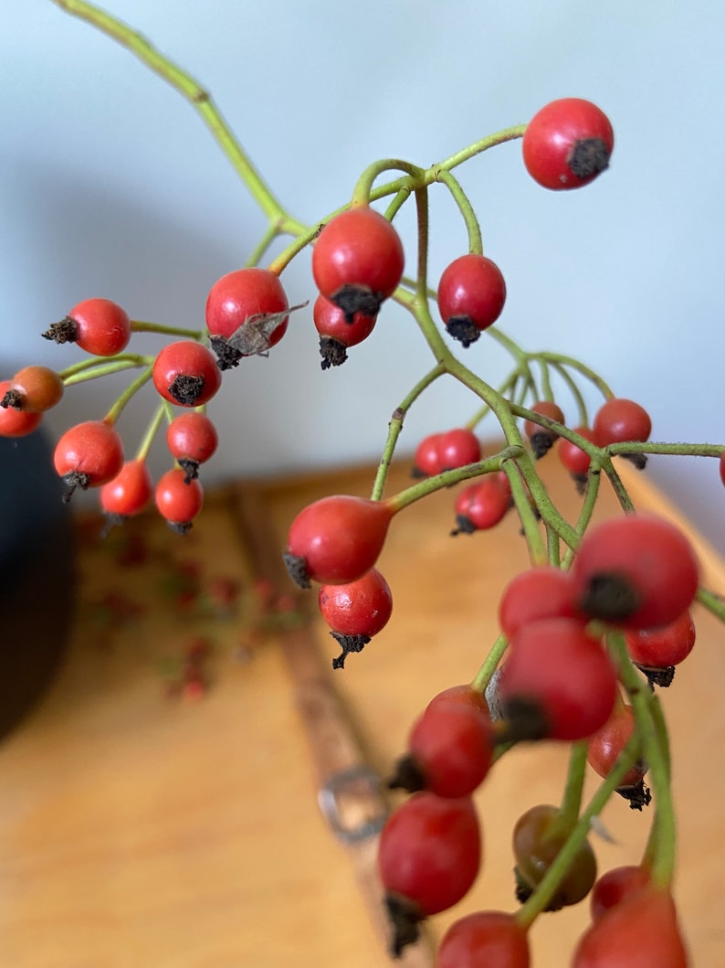 May include: A cluster of bright red rose hips attached to thin, light green stems. Each small, round fruit features a dark, dried calyx at the base. The berries are arranged in a branching pattern, showcasing a vibrant contrast between the red.