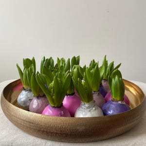 Peut inclure: Des bulbes de jacinthes avec des pousses vertes, plantés dans un bol décoratif de couleur dorée. Les bulbes sont peints de différentes couleurs, dont le rose, le violet et le blanc. Le bol est posé sur une surface de couleur neutre.