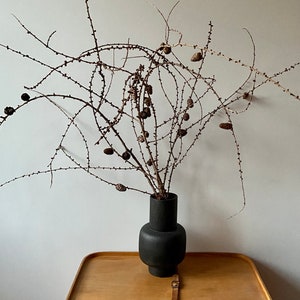 Ramas de alerce con piñas