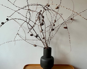 Larch branches with cones