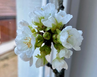 Kirschzweige | Frühlingszweige | Blütenknospen | Blühender Zweig | Zweige für die Vase | Blütenzweig | Echte Blüten | Kirschen | weiß