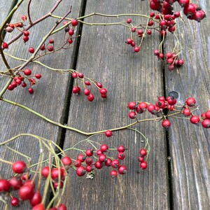 May include: A collection of thin, woody, light brown stems featuring numerous small, round, bright red rose hips. The stems branch out in multiple directions, displaying clusters of these smooth, vibrant red berries throughout the frame.