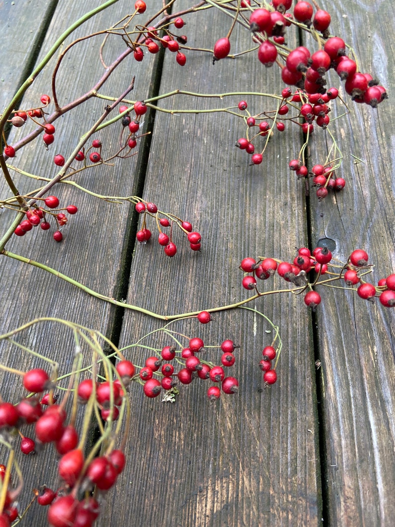 May include: A collection of thin, woody, light brown stems featuring numerous small, round, bright red rose hips. The stems branch out in multiple directions, displaying clusters of these smooth, vibrant red berries throughout the frame.