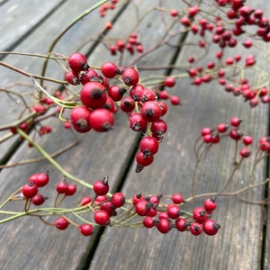 May include: A cluster of small, round, bright red rose hips attached to thin, woody, light brown stems. The berries feature dark, dried remnants of the flower at their tips, with multiple branches extending outward in a natural, organic arrangement.