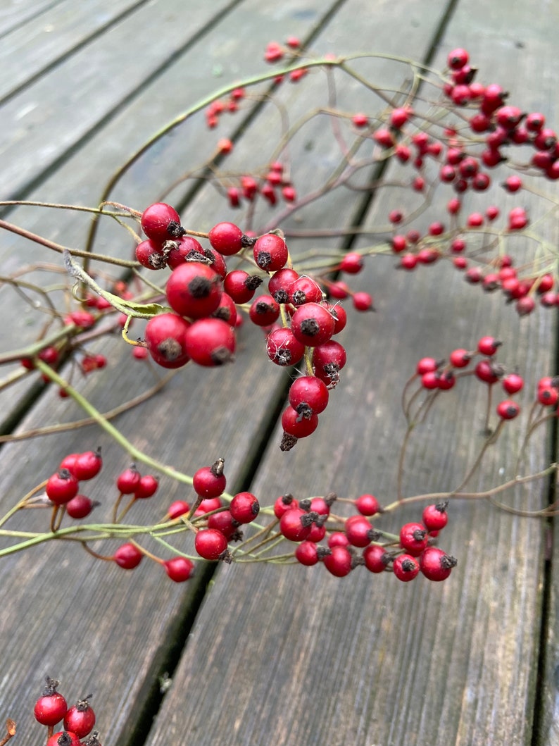 May include: A cluster of small, round, bright red rose hips attached to thin, woody, light brown stems. The berries feature dark, dried remnants of the flower at their tips, with multiple branches extending outward in a natural, organic arrangement.