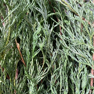 Peut inclure: Gros plan sur des branches de cèdre vertes fraîches. Les branches ont une texture plumeuse et un mélange de teintes vertes claires et foncées. L'image montre un arrangement dense des branches, créant un fond naturel et texturé. Idéal pour l'artisanat ou la décoration saisonnière.