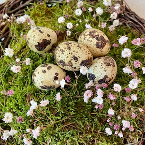 Könnte beinhalten: Fünf gesprenkelte Wachteleier, eingebettet in ein Bett aus grünem Moos und weißen Gipskrautblüten in einem geflochtenen Zweignest.