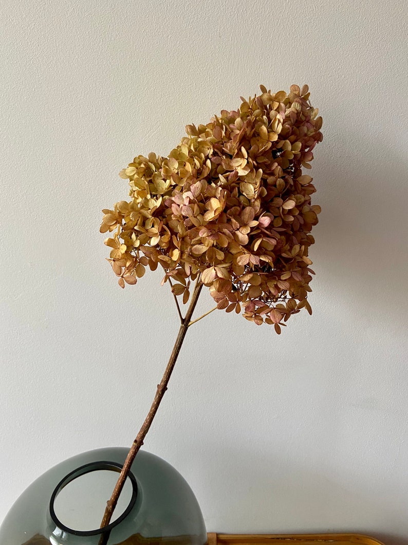 HortensienBlüten am Stiel getrocknete Blüten Rispenhortensien Herbst Vasenzweig Bastelmaterial Herbstdeko Trockenblumen Bild 3