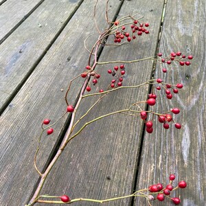 May include: A slender, woody branch featuring numerous small, round, bright red berries attached to thin, branching stems. The branch displays a natural, organic structure with multiple clusters of these vibrant red fruits distributed along its length.