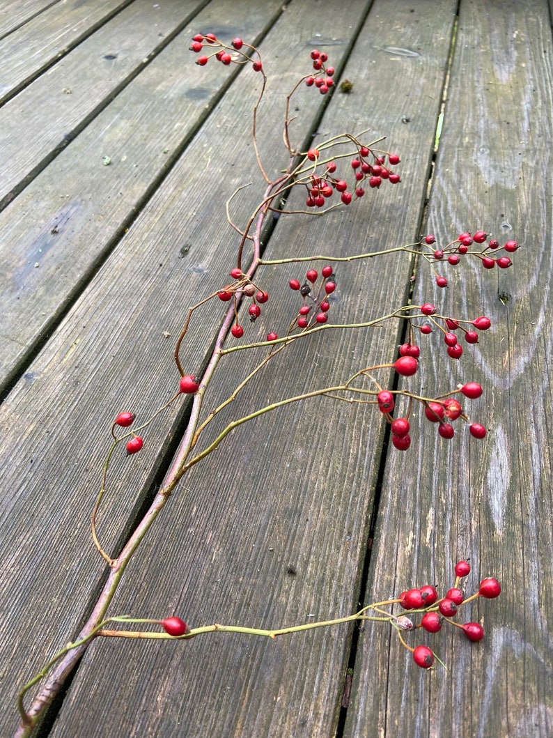 May include: A slender, woody branch featuring numerous small, round, bright red berries attached to thin, branching stems. The branch displays a natural, organic structure with multiple clusters of these vibrant red fruits distributed along its length.