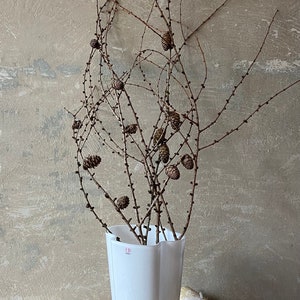 Ramas de alerce con piñas