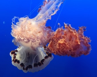 Jelly
