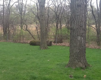 Resting Oaks