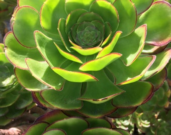 Succulent dreams