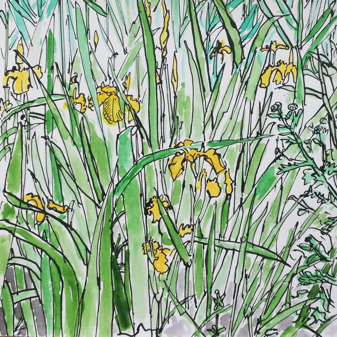 Flag Reeds Yellow Flags and Reeds - Etsy