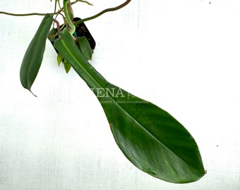 Philodendron Joepii, Rare Houseplant